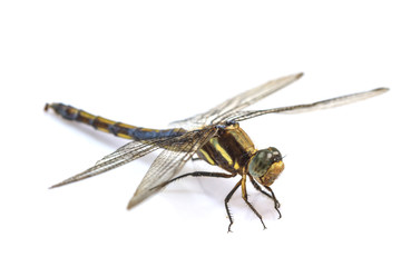 dragonfly macro isolated on white background