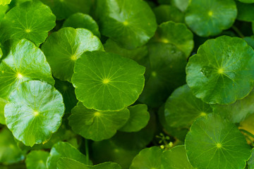 natural fresh Water Pennywort or Centella asiatica leaf