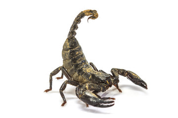 Scorpion ( Pandinus imperator) on white background