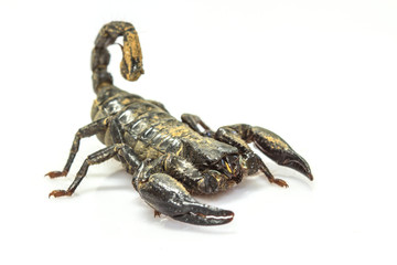 Scorpion ( Pandinus imperator) on white background