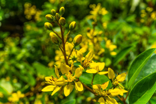 Galphimia glauca, Gold shower thryallis