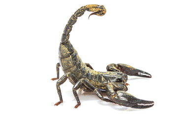 Scorpion ( Pandinus imperator) on white background