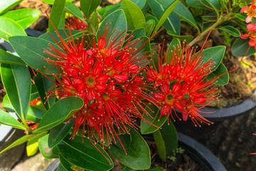 Red Golden Penda flower or Xanthostemon chrysanthus