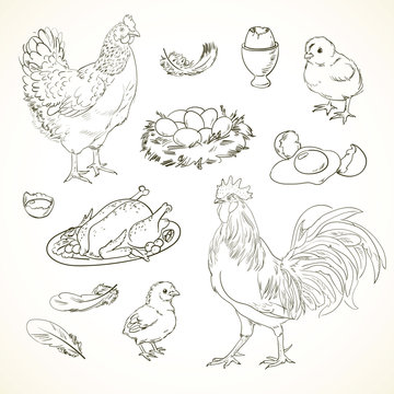 Freehand drawing chicken items on a sheet of exercise book. Vector illustration. Set. Black and white