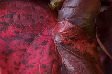 red leaf texture, background, pattern