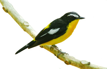 Fototapeta premium Bird in nature, Yellow-rumped Flycatcher perching on a branch