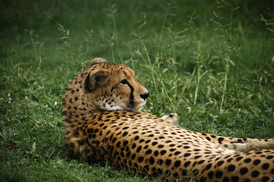 Gepard som ligger i gräset