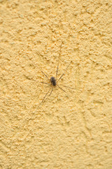 Spider opiliones on the yellow stucco wall