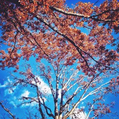Touching the sky 