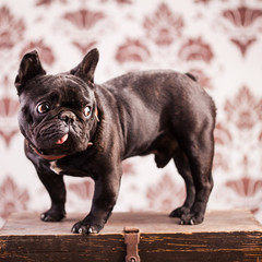 french bulldog