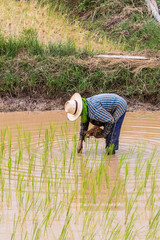 agriculturist transplant rice seedlings in paddy field