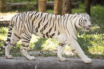 The White Tiger