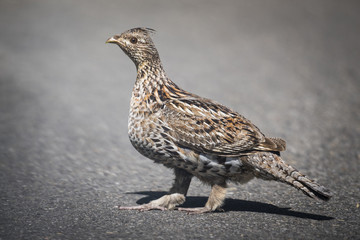 Spruce Grouse