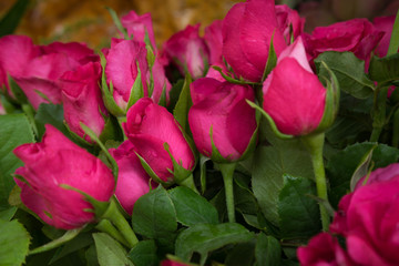 fresh pink roses, soft focus