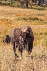 Bison