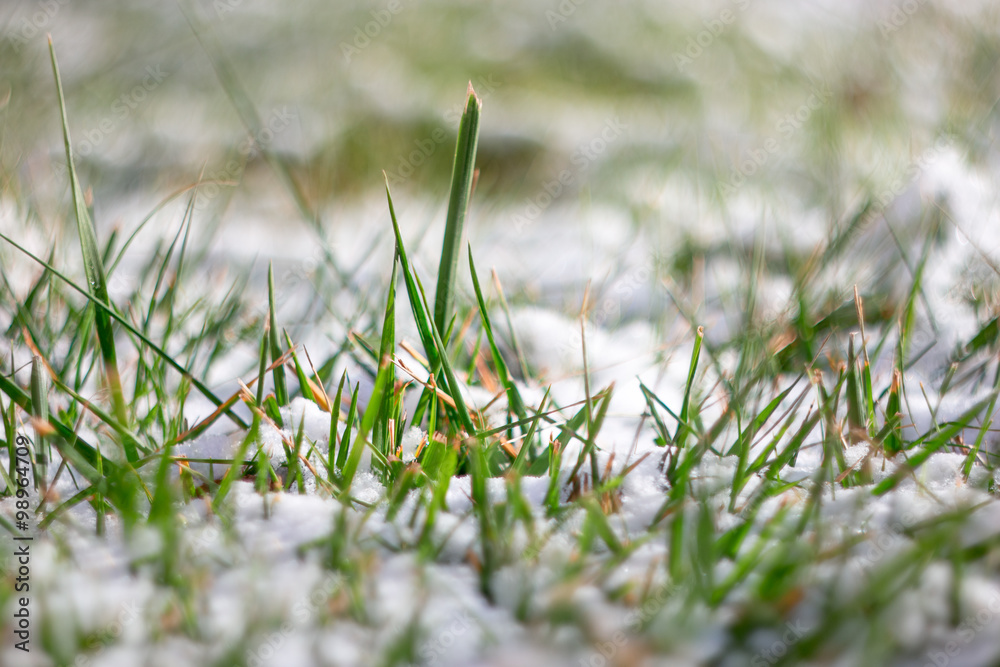 Wall mural macro of fresh green grass covered with snow. frost in march or april. shallow dof, selective focus,