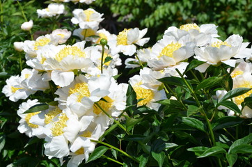 Many white peony flowers in the garden 