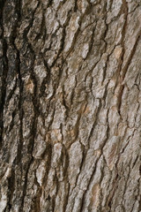 Fototapeta premium Tree bark Texture Background Pattern