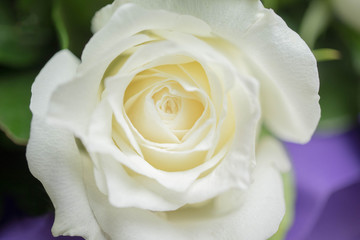 white rose, soft focus