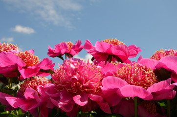 Many pink peony flowers 