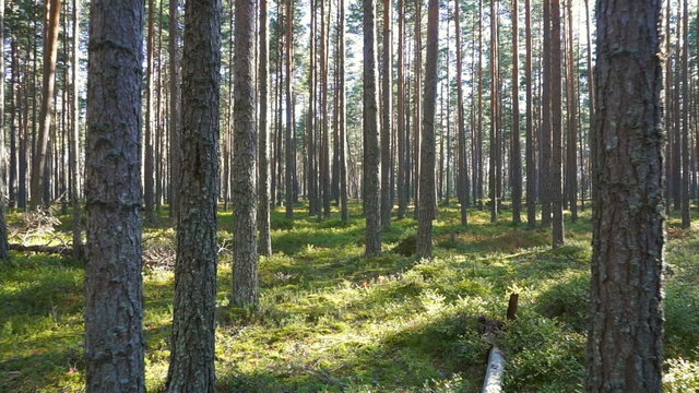 walking in the north forest, Karelia, Russia
