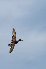 Mallard, Duck, Anas platyrhynchos