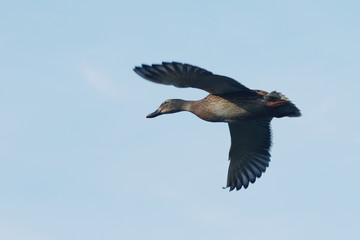 Mallard, Duck, Anas platyrhynchos