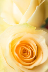 pale orange rose, close up, blurred