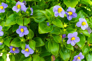 Persian Violet flower