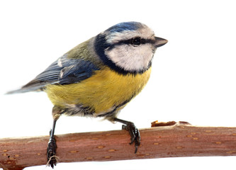 Naklejka premium Eurasian blue tit