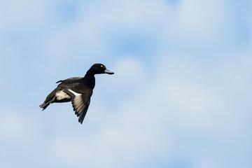 Tufted Duck, Aythya fuligula