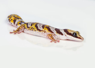 Castelnau Velvet Gecko