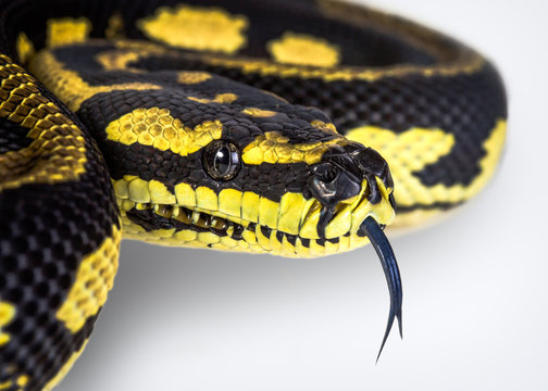 Jungle Carpet Python