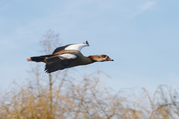 Egyptian Goose, Alopochen aegyptiaca