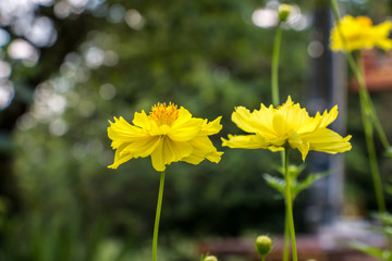 Yellow cosmos flower