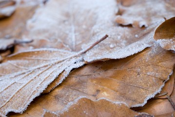 Herbstfrost