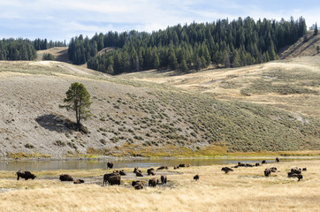 Bison - Lamar Valley - Yellowstone National Park - Wyoming - USA © Hans Debruyne