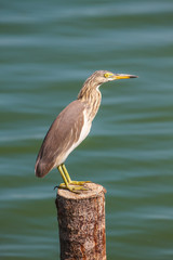 Chinese Pond Heron  in the nature.