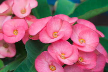 Euphorbia flower