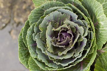 decorative colorful cabbage
