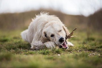 Golden Retriever mit Stöckchen