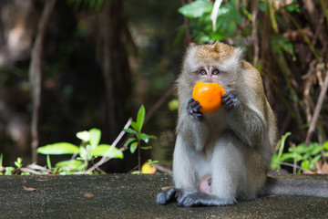 The monkey sits and eats orange