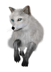 Arctic Fox on White