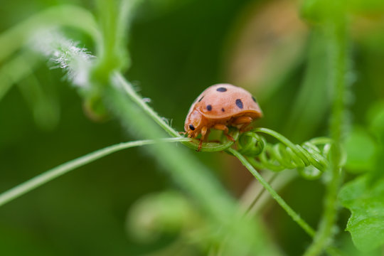 little bug on vegetable