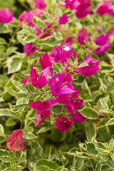 pink Bougainvillea flower from Thailand