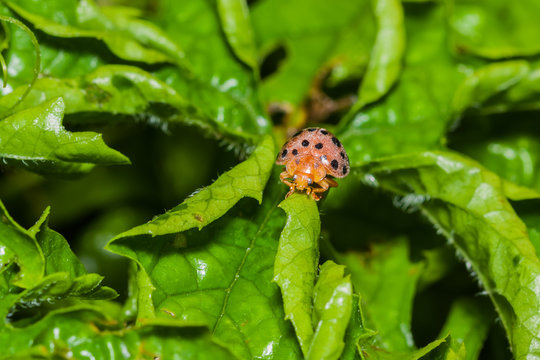 little bug on vegetable