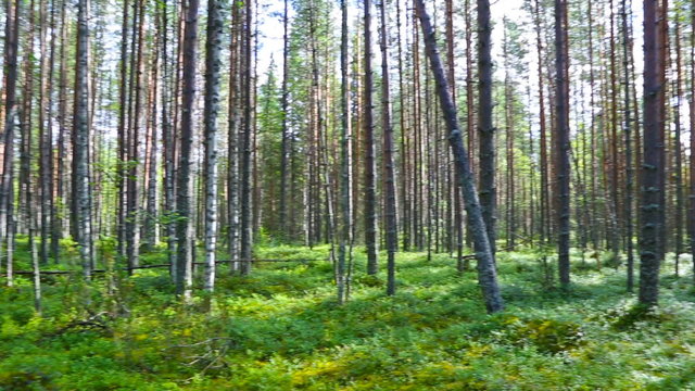 landscape with shadows of trees in the north forest, Karelia, pan view
