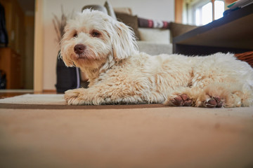Havanese dog lying on the floor at home