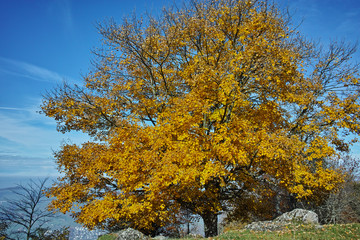 Naklejka premium Yellow tree near mount Rigi, Alps, Switzerland