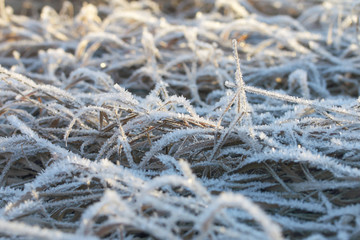 Frozen grass